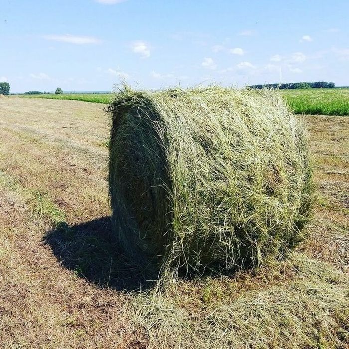 Тюки, сено.     .