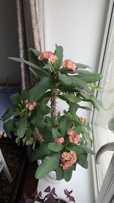 Домашние цветы от бабушки