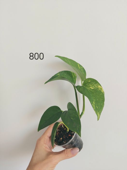 Продам разные  хотите и сциндапсусы