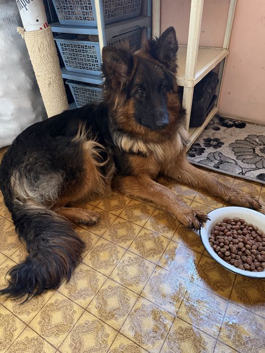 Длинношерстная немецкая овчарка