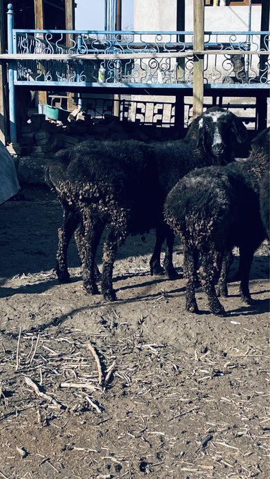 семіз қойлар сатылады