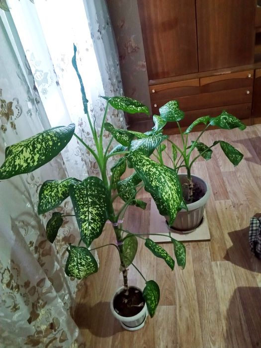 Продам срочно цветы Диффенбахия