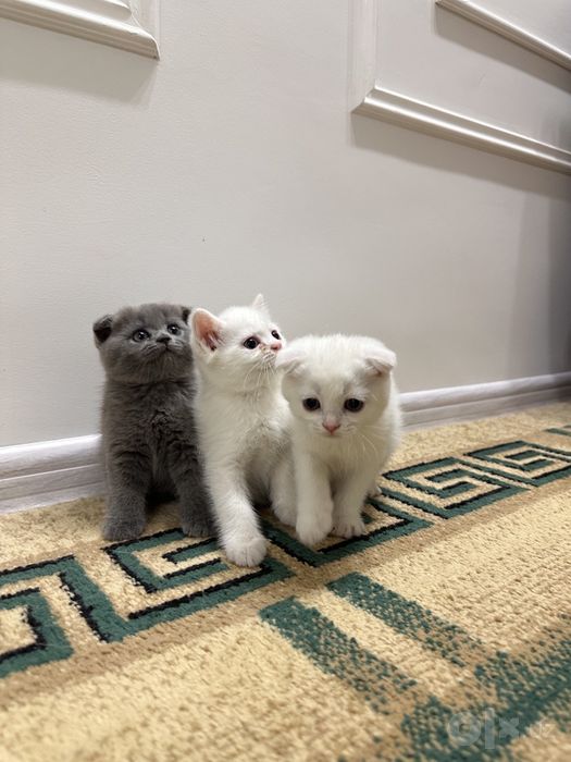 Продаются двухмесячные котята смешанные (шотландская, шиншилла)