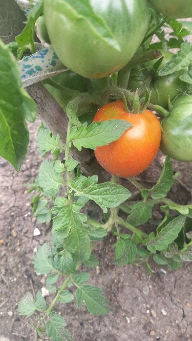 Продам помидоры красные зелёные