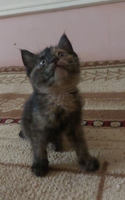 Котят домашный и умний