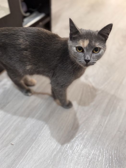 Котенко бесплатно