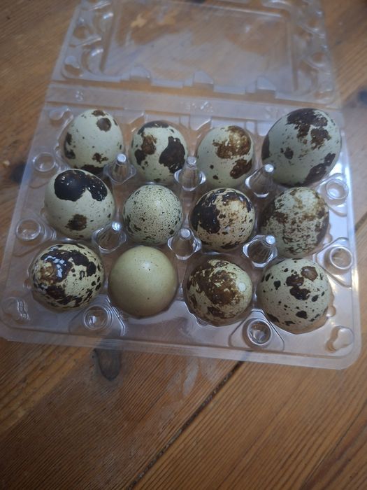 Пресни пъдпъдъци яйца