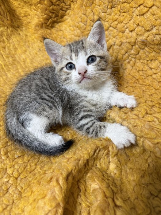 Продам котят породистых