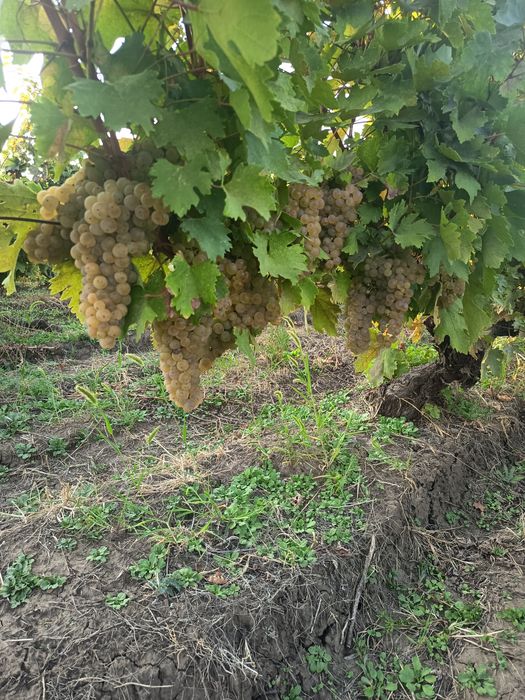 Struguri de vin de vanzare