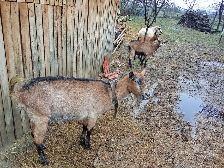 Vind o capră și o iadă