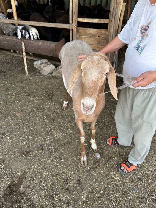 Koy parodasi: Arashan (kirgiziston)  Баран порода: Арашан (Киргизистан