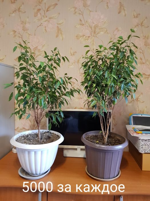 Продам фикус бенджамин