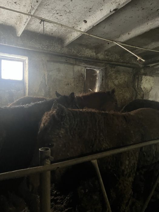 Продам лошадей тай и бие