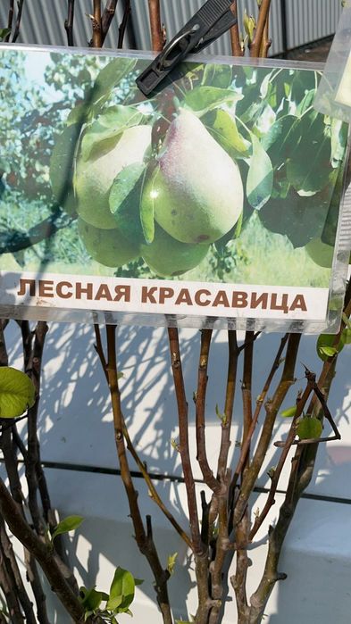 Саженцы плодовые