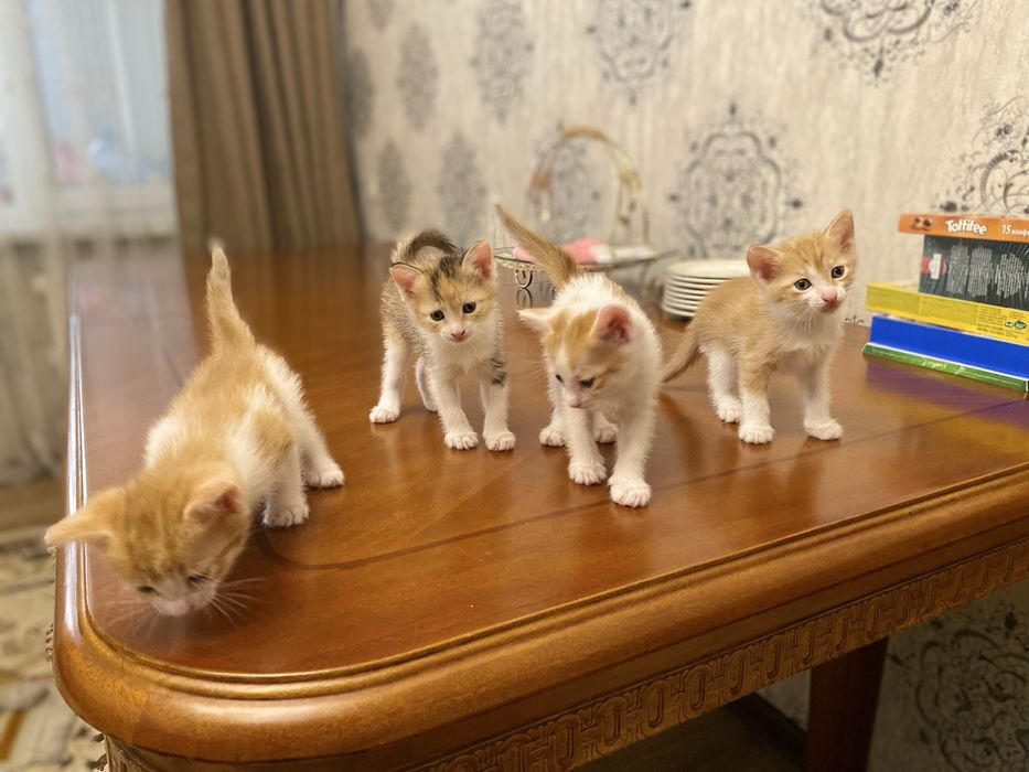 Марғаулар сатылады. Бір данасы 5000 тг