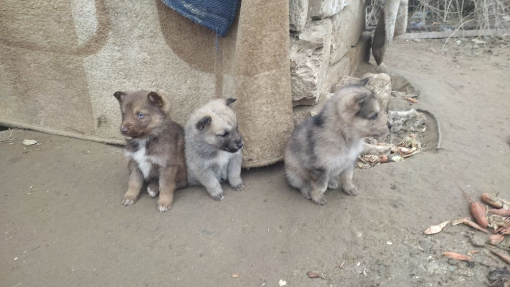 Щенята хаски девочки