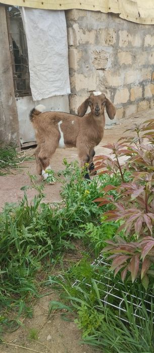 Продаются козлики (еркек)нуби