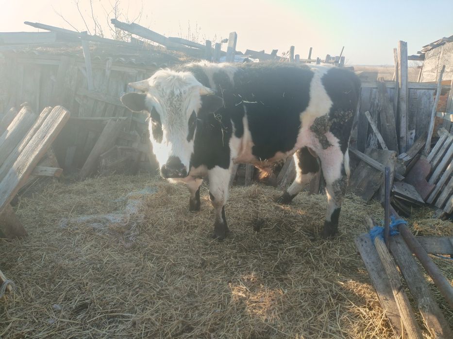 Продам быка на мясо