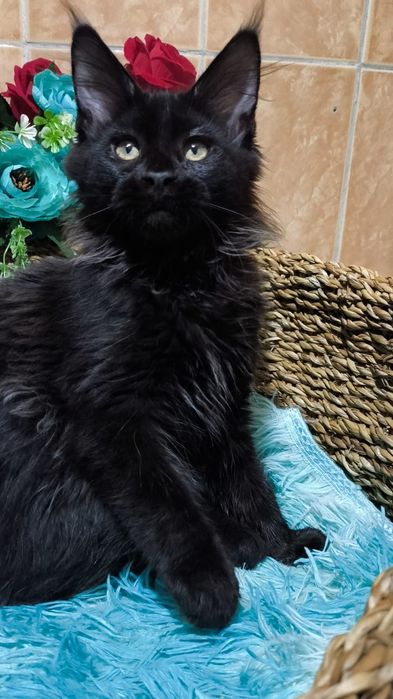 Настоящие ГИГАНТЫ- Мейн Куны