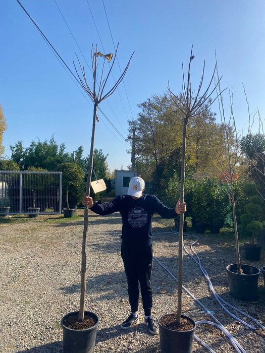 Plante Ornamentale de Orice specie Si Inaltime