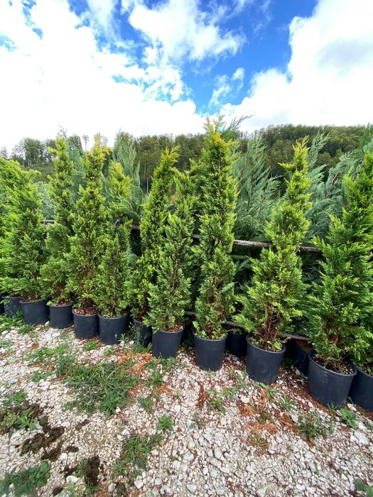 Leylandii de Vânzare – Ideal pentru Împrejmuiri Naturale