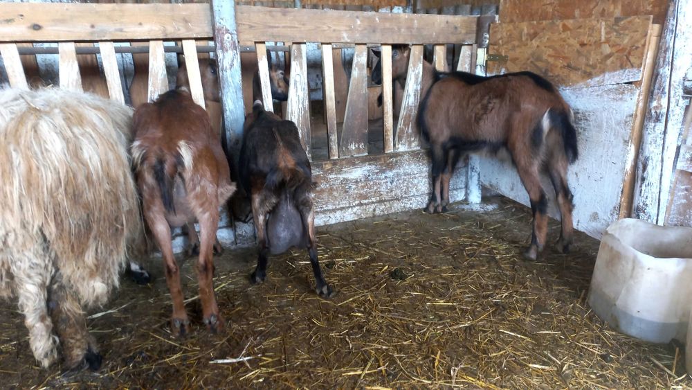 Vand capre bune de lapte Alpina Franceza