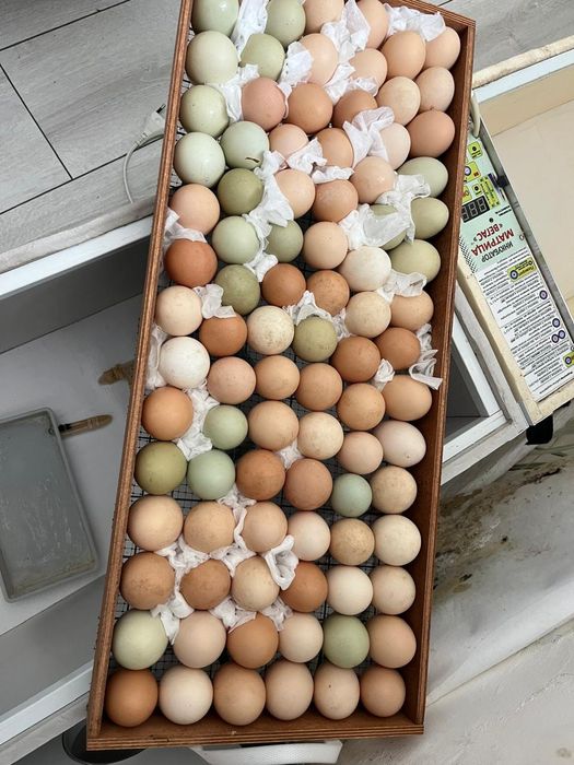 Яйцо на инкубацию