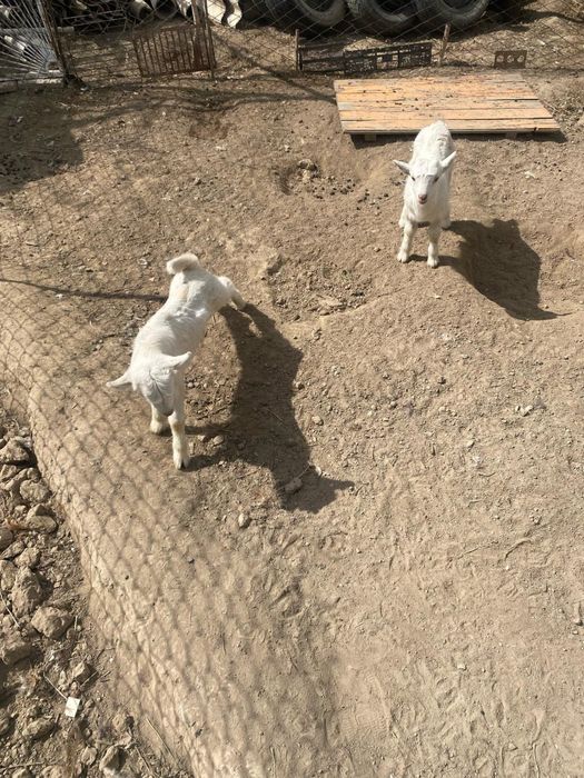 Ешкы сатылады (продается ) лактарымен