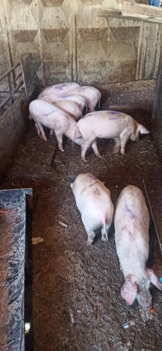 Продам поросят 3 месяца