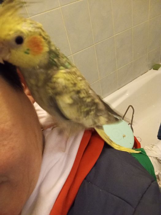 Vând pui blând nimfa