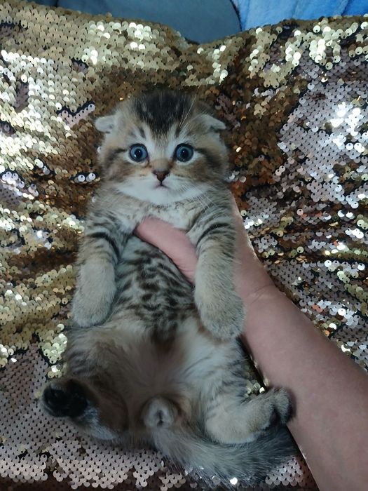 Чистокровные котята от правильной вязки