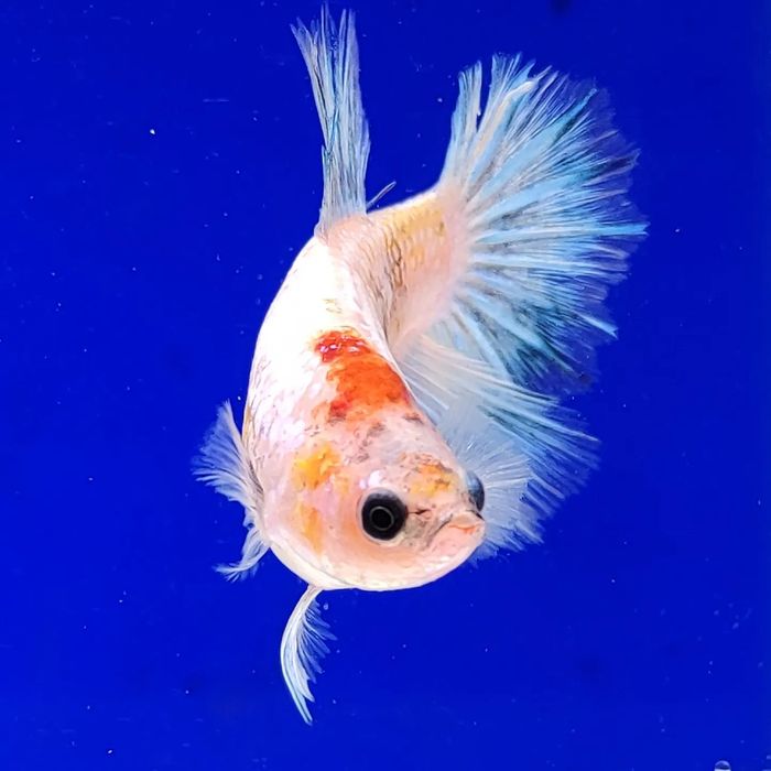 Петушок самка betta