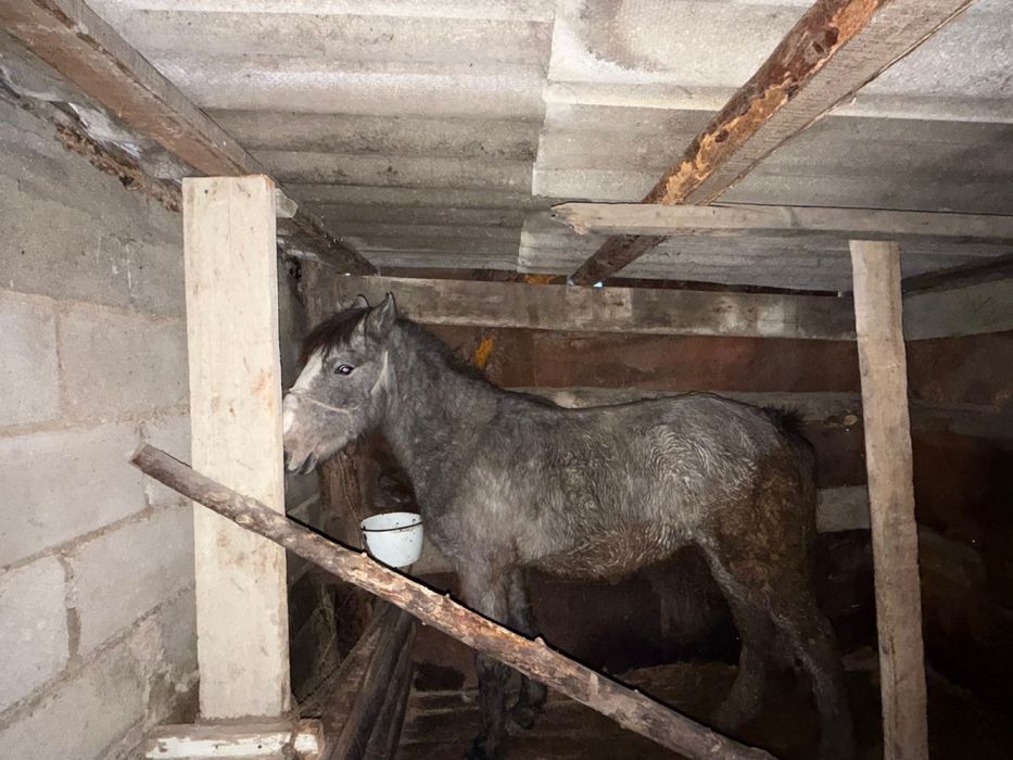 Семіртілген Тай сатамын соғымға