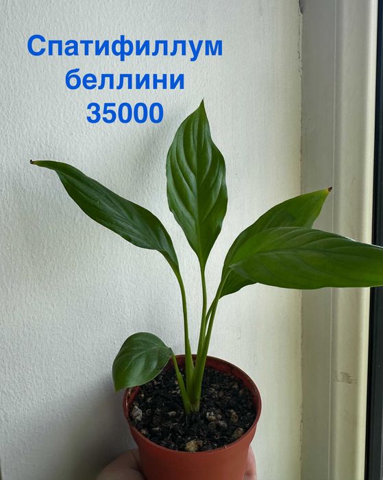 Антуриум фиолетовый, Фикус, Драцена, Замиокулькас, Спатифиллум беллини