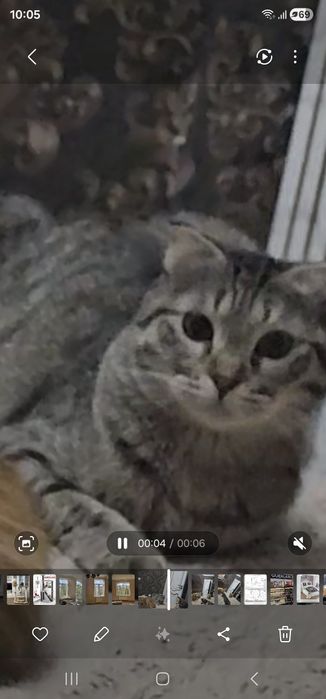 Пропала кошка.серая вислоухая