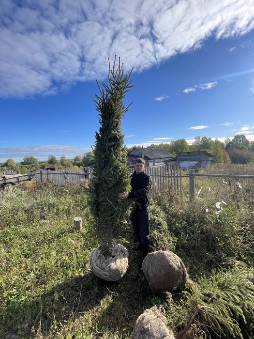 Ель зеленая сибирская