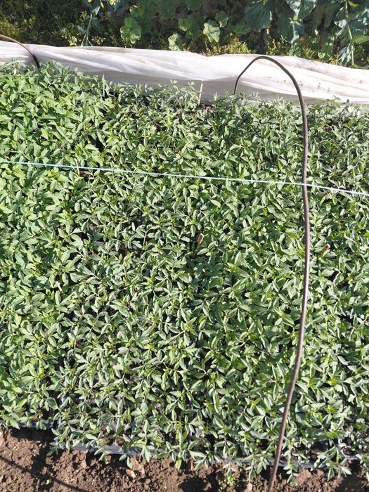 Разсади Домат, Краставици  и Пипер