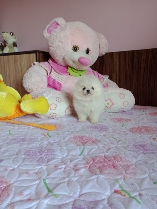 Бял мини Померан. Миниатюрен
