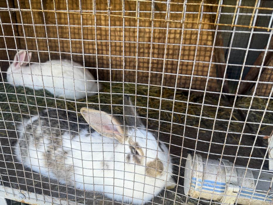 Продаются кролики