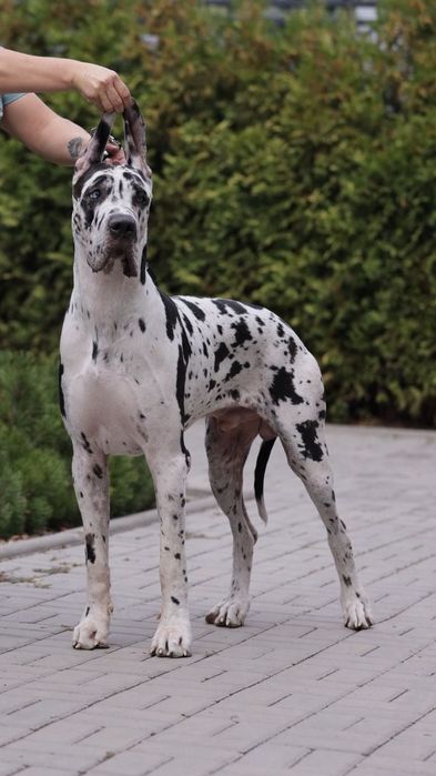 Щенки немецкого дога