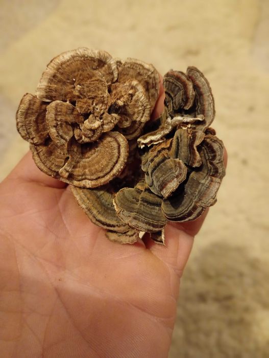 Trandafirul de iarna ciuperca medicinala