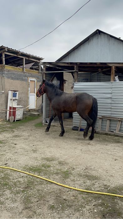 Айғыр 4 жасар