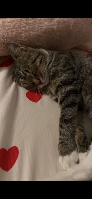 отдадим котика бесплатно