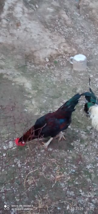 жужа хурозча сотилади