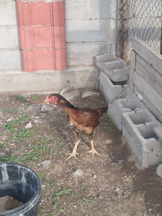 Дакан тауық мекен