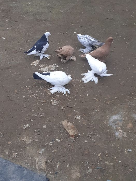 Продам домашних голубей