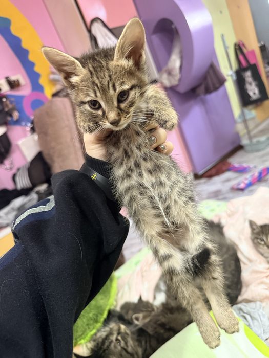 отдам котят даром