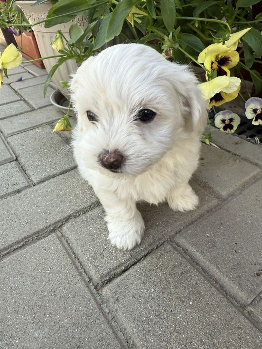Fetita Bichon Maltez