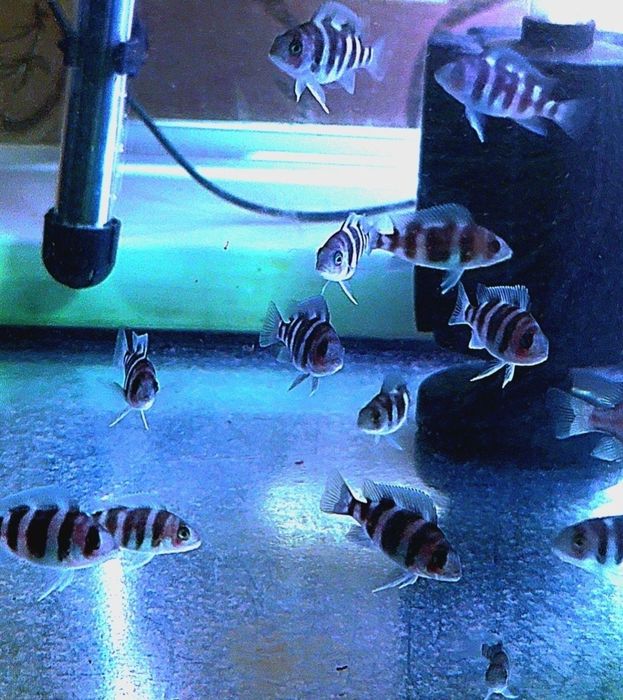 Продам мальков Cyphotilapia Frontoza Nort blue.