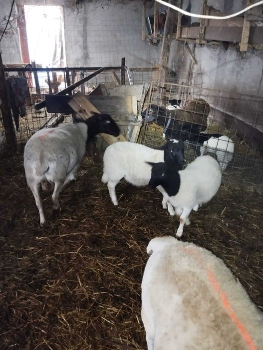 Oi Metis Dorper cu Turcana